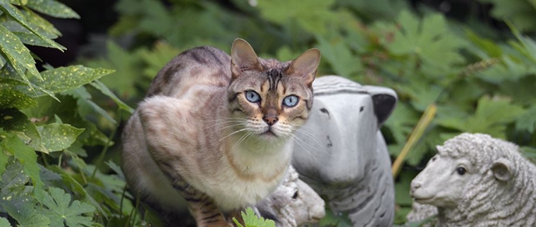 Chat Chausie